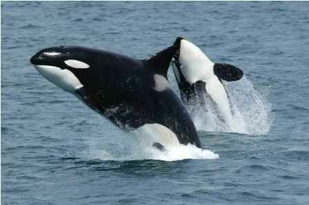 Facts about whales - Killer Whale