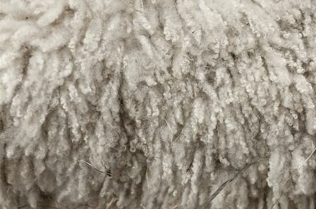 Facts about wool - Fair wool