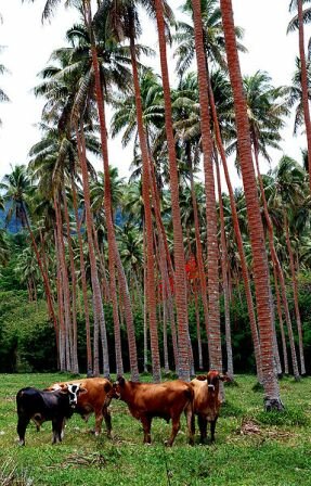 Facts about Vanuatu - Commercial agriculture