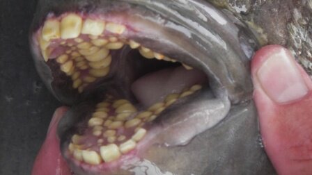 Facts about teeth Fishes Teeth 10 Interesting Facts about Teeth
