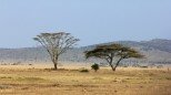 10 Interesting Facts about the African Savanna