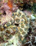 10 Interesting Facts about the Blue Ringed Octopus