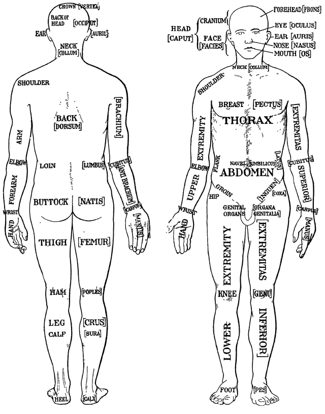 10 Interesting Facts About The Body In Fact Collaborative 5428