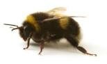 10 Interesting Facts about The Bumblebee