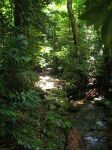 10 Interesting Facts about The Daintree Rainforest