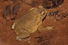 Facts 2 Male Toad