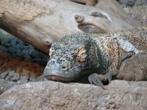 Facts 10 Komodo Dragon Sleeps