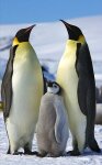 10 Interesting Facts about The Emperor Penguin