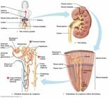 10 Interesting Facts about The Excretory System