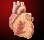 10 Interesting Facts about The Heart