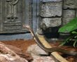10 Interesting Facts about the King Cobra