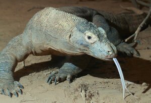 Facts 2 Komodo Dragon with Tongue