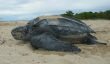 10 Interesting Facts about the Leatherback Sea Turtle