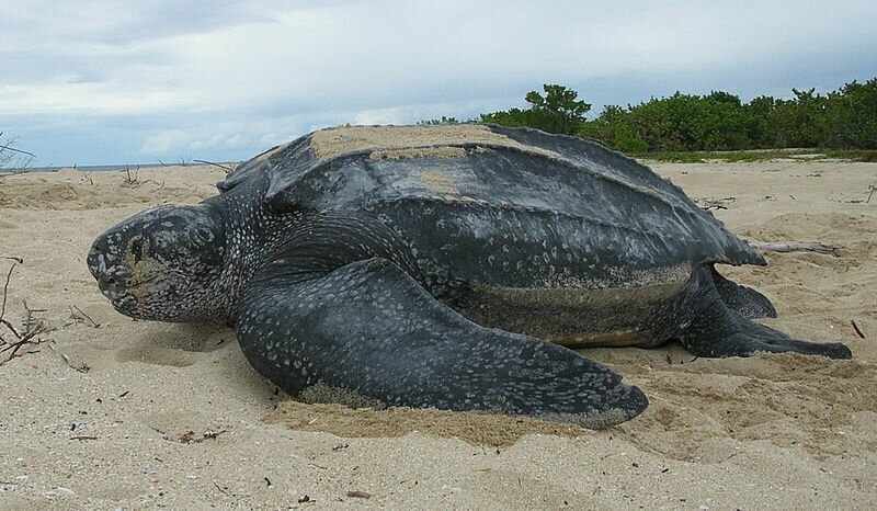 Facts 2 Leatherback Sea Turtle
