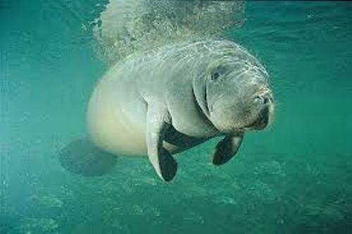 Facts about The Manatee