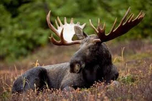 Facts about the Moose