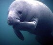 10 Interesting Facts about the Manatee