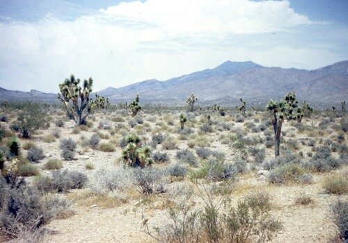 Mojave Desert Pic
