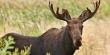 8 Interesting Facts about the Moose