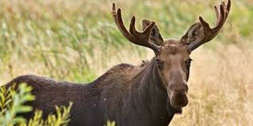 Moose Facts