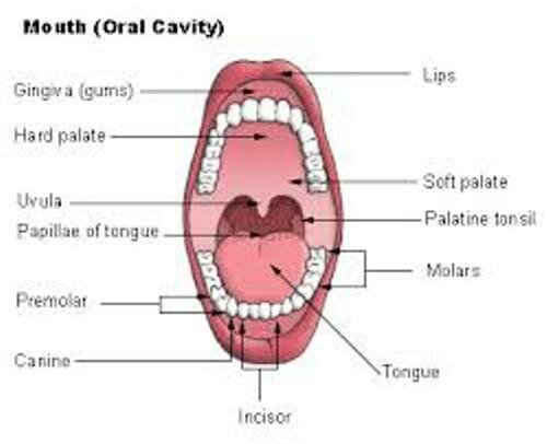 Mouth Parts