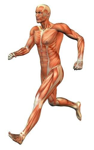 Muscular System Pic