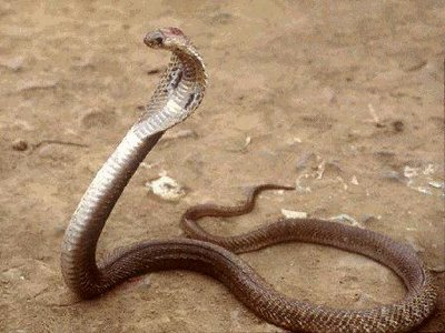 Asian Cobra snake