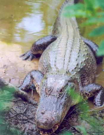 Salty Water Crocodile