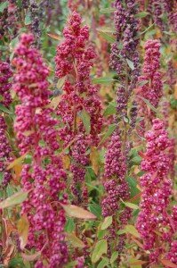 "Quinoa plants"