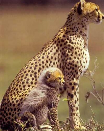 Cheetah facts: Cheetah female