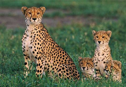 Cheetah facts: Cheetah running speed