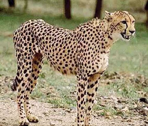 Cheetah facts: Cheetah senses