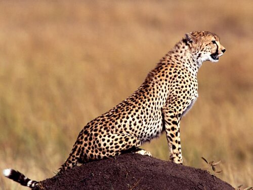 Cheetah facts: Cheetah size