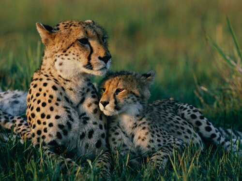 Cheetah facts: Cheetah spot