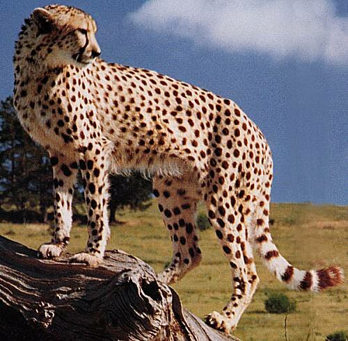 Cheetah facts: Drinking habit of cheetah
