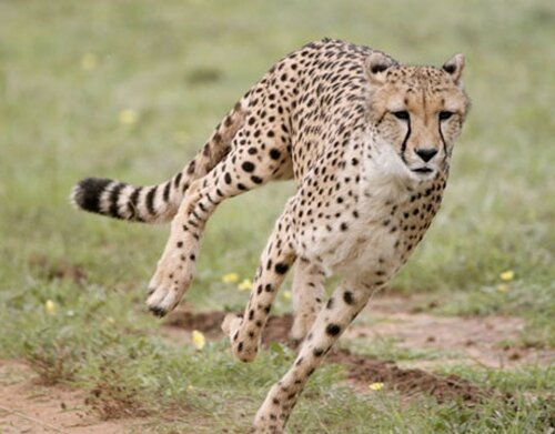 Cheetah facts: Pet Cheetah