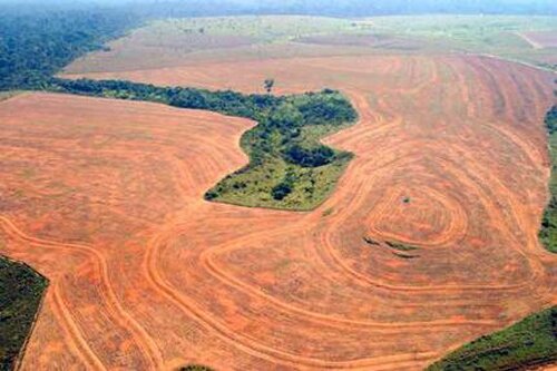 Deforestation facts: Deforestation impact in soil