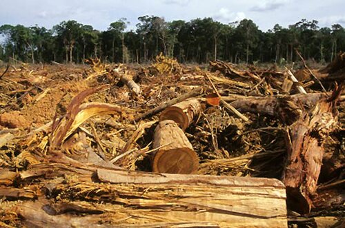 Deforestation facts: Deforestation pace