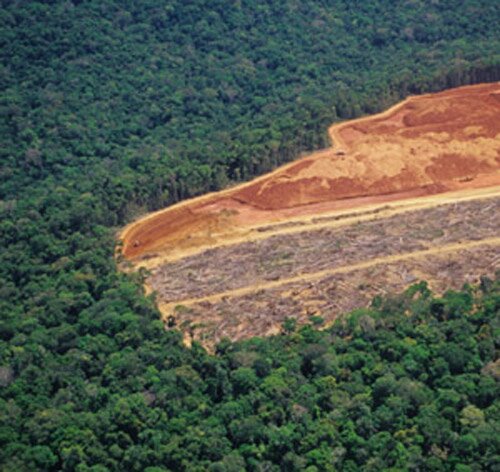 Deforestation facts: Deforestation reason