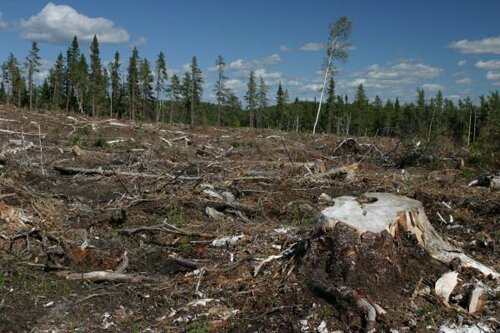 10 Interesting Deforestation Facts