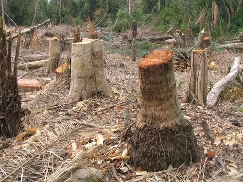 Deforestation facts: Importance of wood
