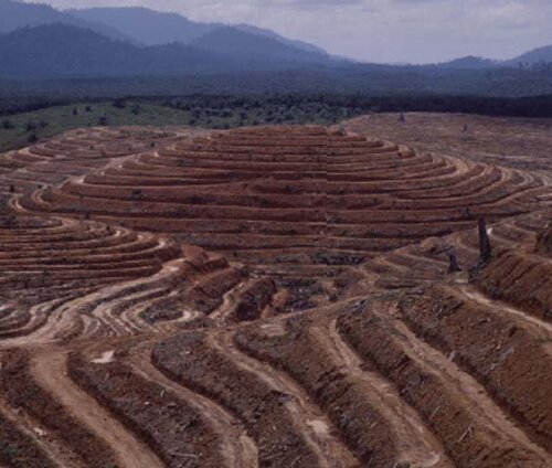 Deforestation facts: Water cycle effect