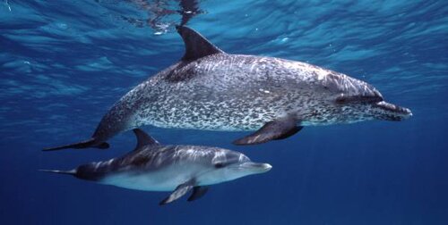 Dolphin facts: Dolphin and its species