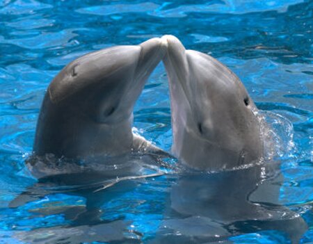 Dolphin facts: Dolphin and the ability to swim