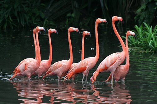 Facts about Florida: Flamingos