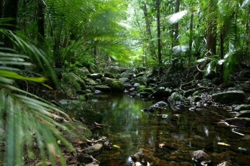 Rainforest facts: Anima in Asian rainforest