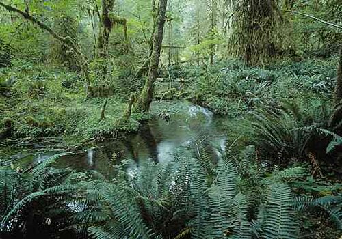 Rainforest facts: Australian Rainforest