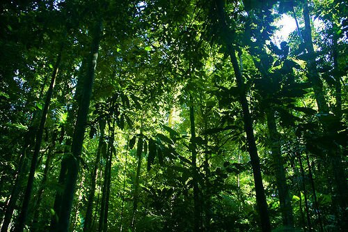 Rainforest facts: Bamboo