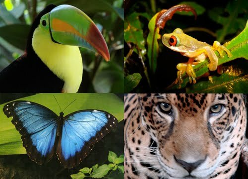 Rainforest facts: Butterfly