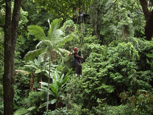 Rainforest facts: Monkey in rainforest